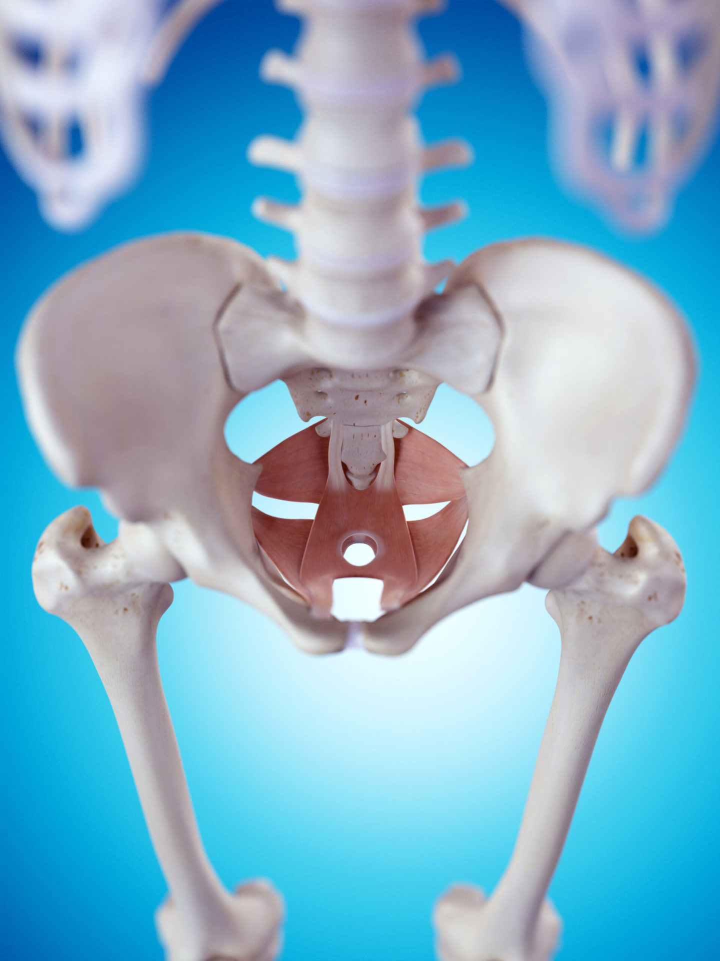 The Pelvic Floor: Where is it, What does it do and why is it important?
